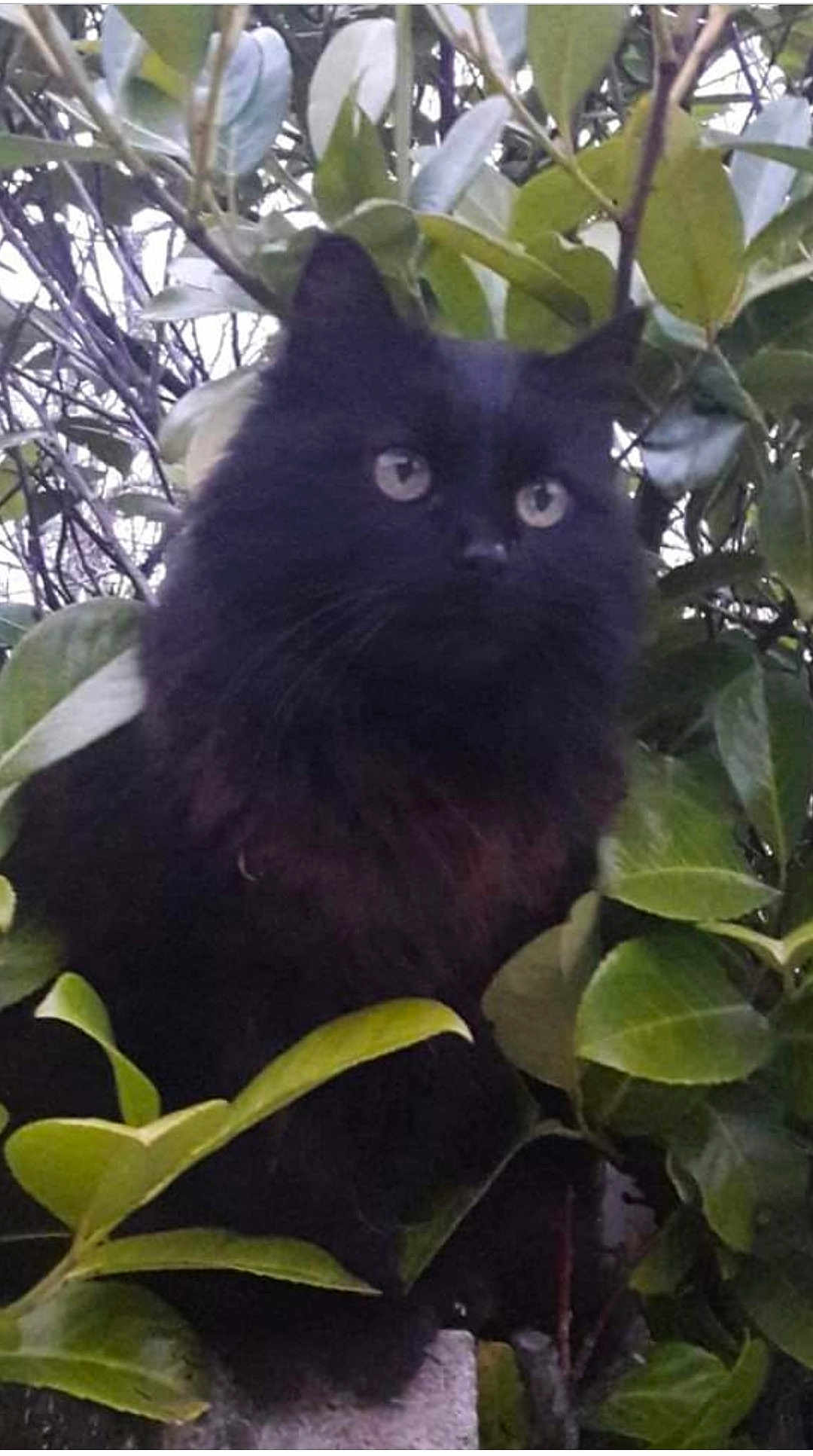 Praline