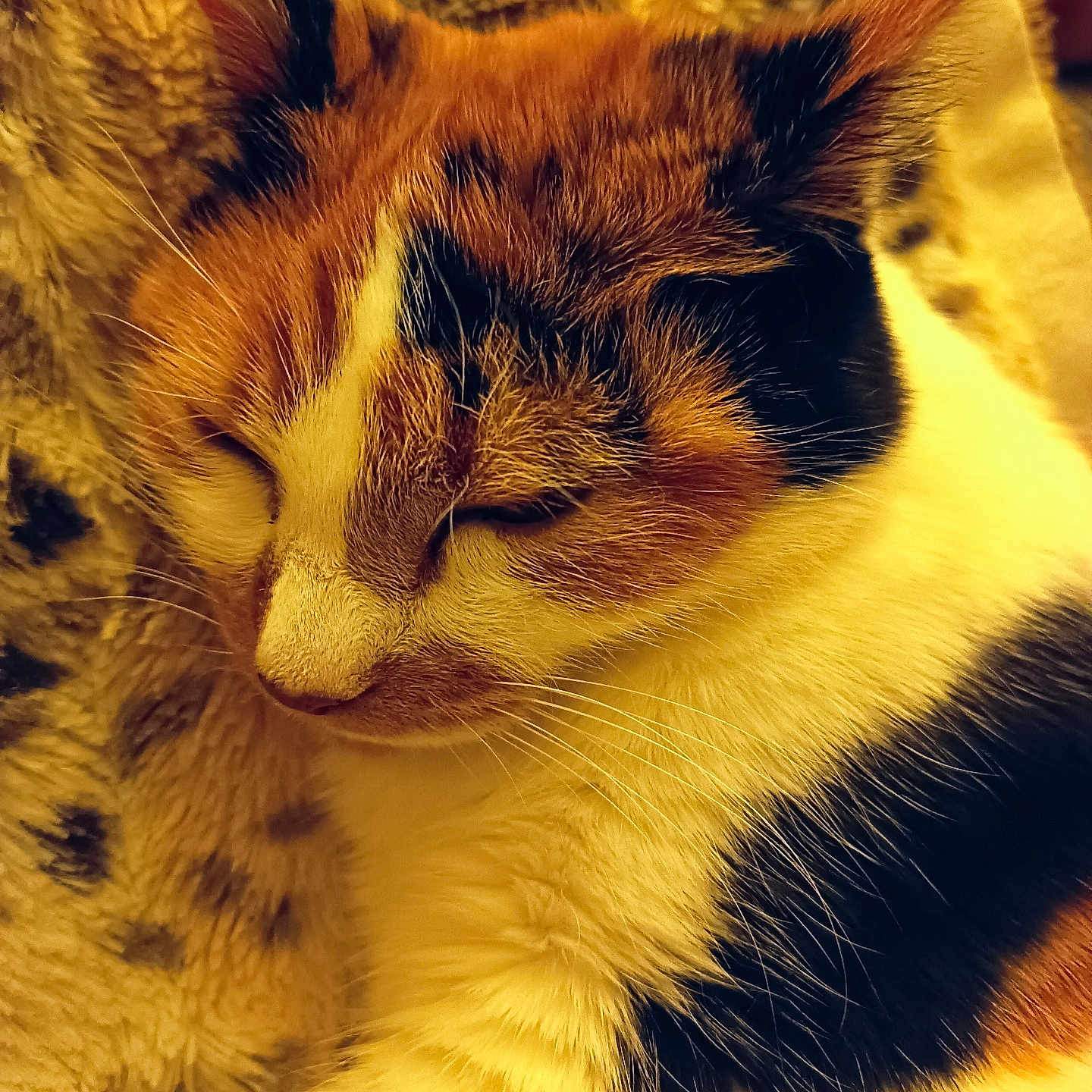 Praline