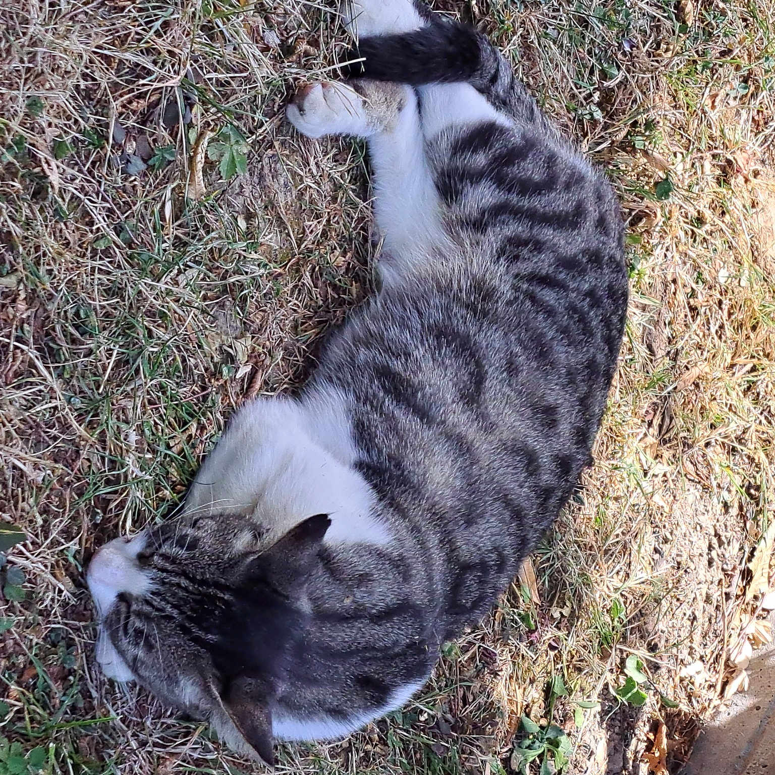 Louna