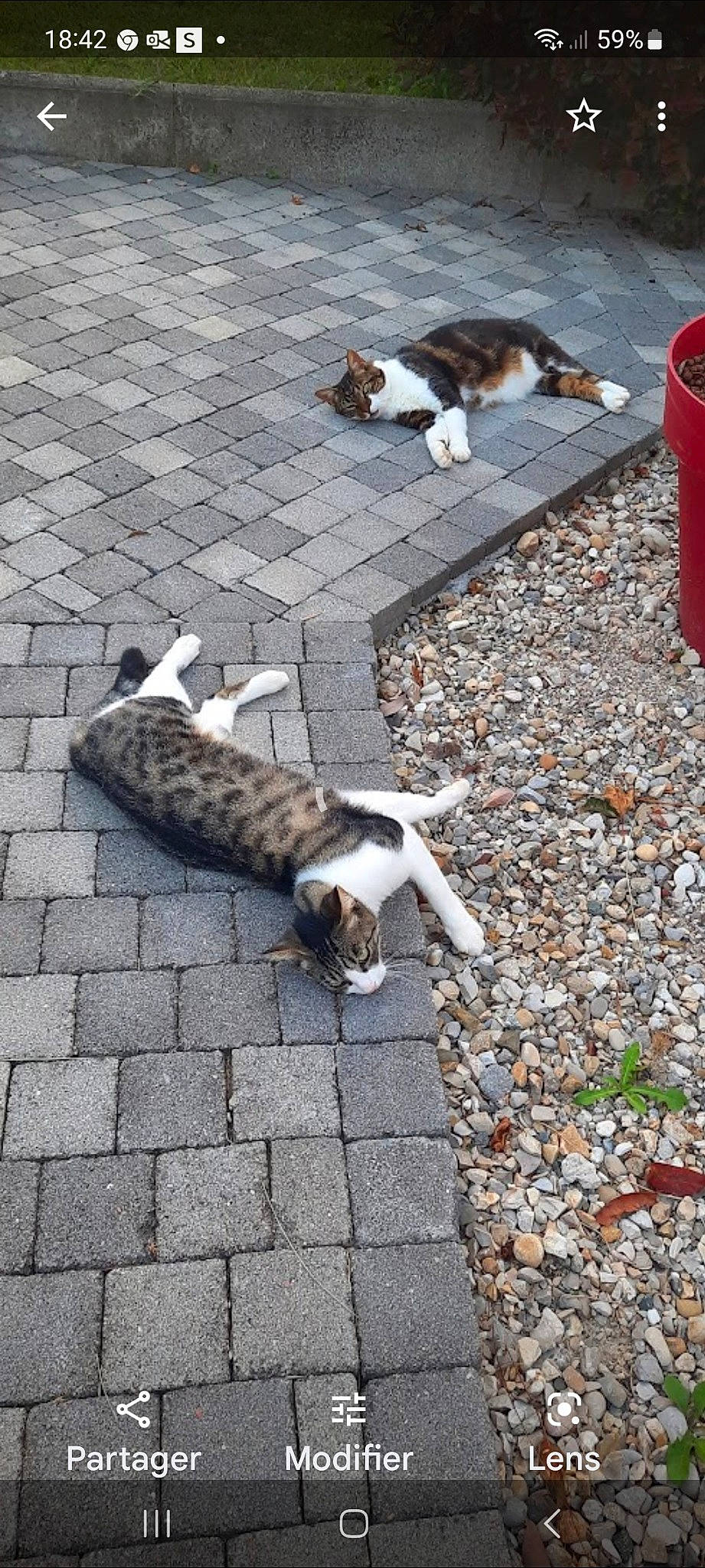 Louna participe au concours pour gagner de l'argent avec cette photo : asphalt, carnivore, cat, cobblestone, companion_dog, dog_breed, domestic_short_haired_cat, felidae, flooring, fur, grass, road, road_surface, sidewalk, small_to_medium_sized_cats, street, tail, town, vertebrate, whiskers