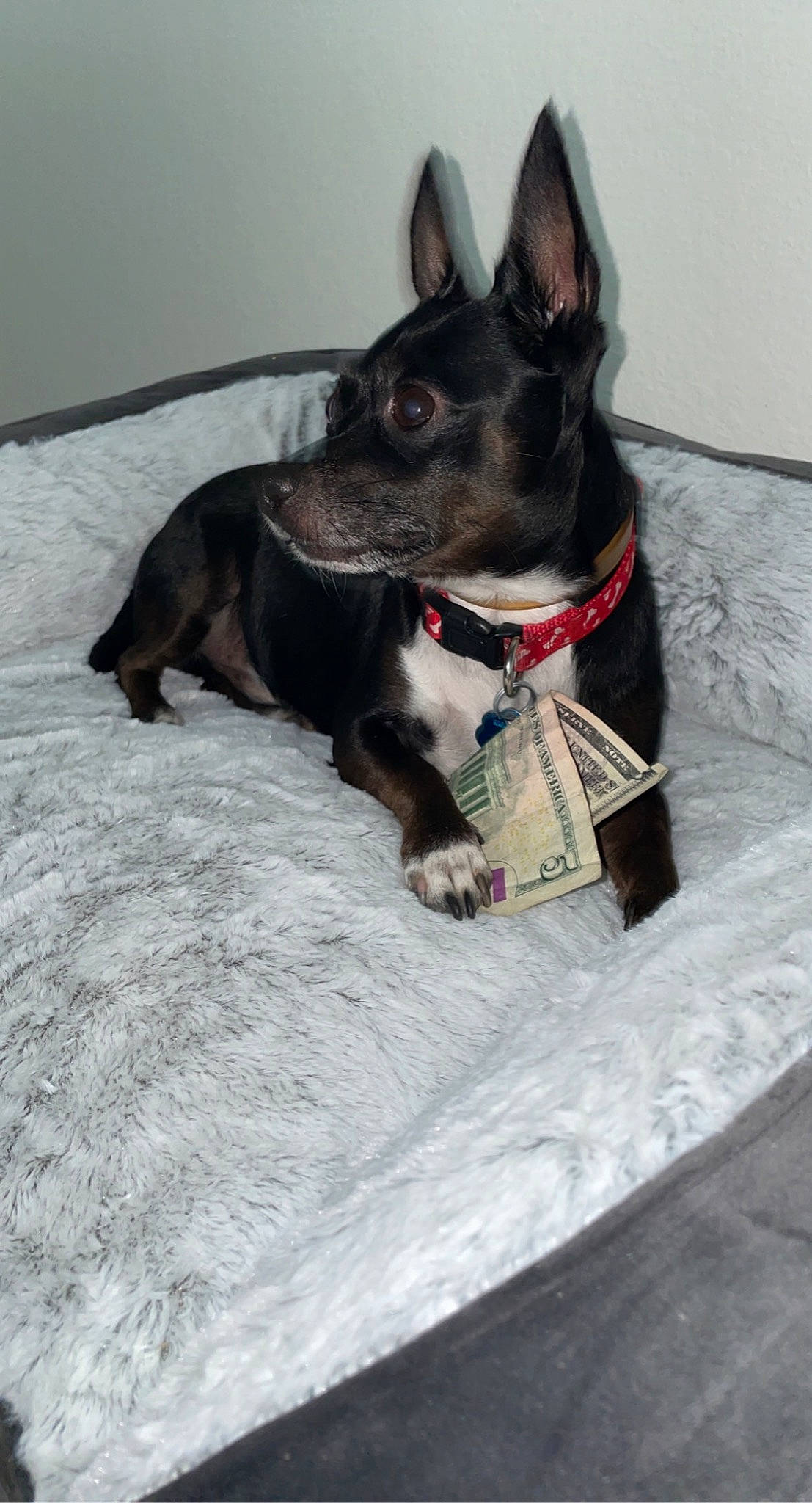 Big Dog is registered to the contest to win money with this photo: canidae, carmine, carnivore, collar, companion_dog, dog, dog_breed, dog_collar, dog_supply, ear, fawn, felidae, french_bulldog, grey, guard_dog, pet_supply, sporting_group, toy_dog, whiskers, working_animal