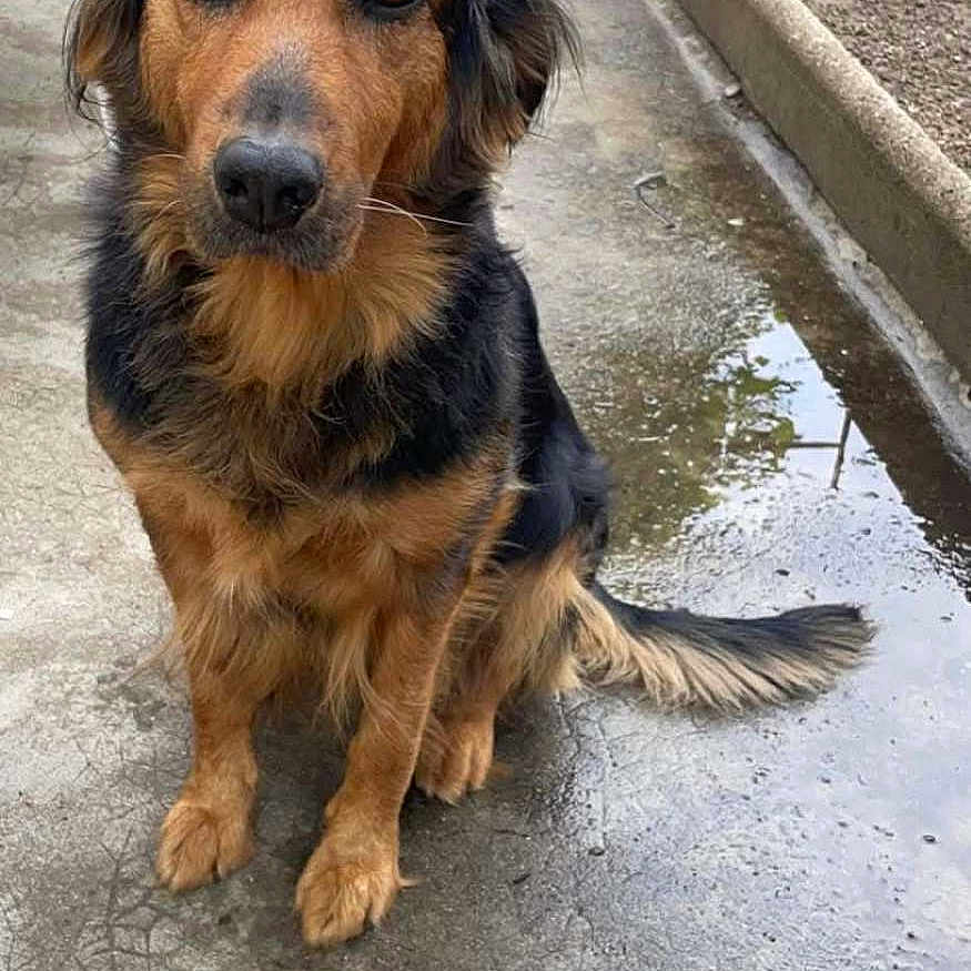Laya