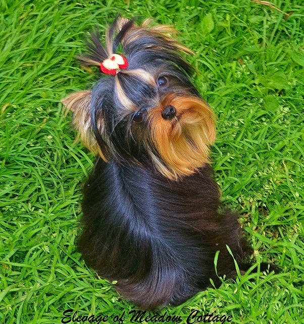 Jordy participe au concours pour gagner de l'argent avec cette photo : affenpinscher, australian_silky_terrier, australian_terrier, biewer_terrier, canidae, carnivore, companion_dog, dog, dog_breed, grass, liver, mammal, puppy, skye_terrier, small_terrier, sporting_group, terrier, toy_dog, vertebrate, yorkshire_terrier
