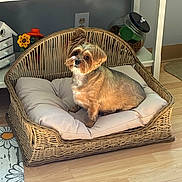 Milo is registered to the contest to win money with this photo: dog, pet_bed, wicker, cushion, indoor, wood_floor, sunflower, jar, dog_food, home_decor, small_dog, fur, animal, cute, relaxed, cozy, living_room, ornament, furniture, light