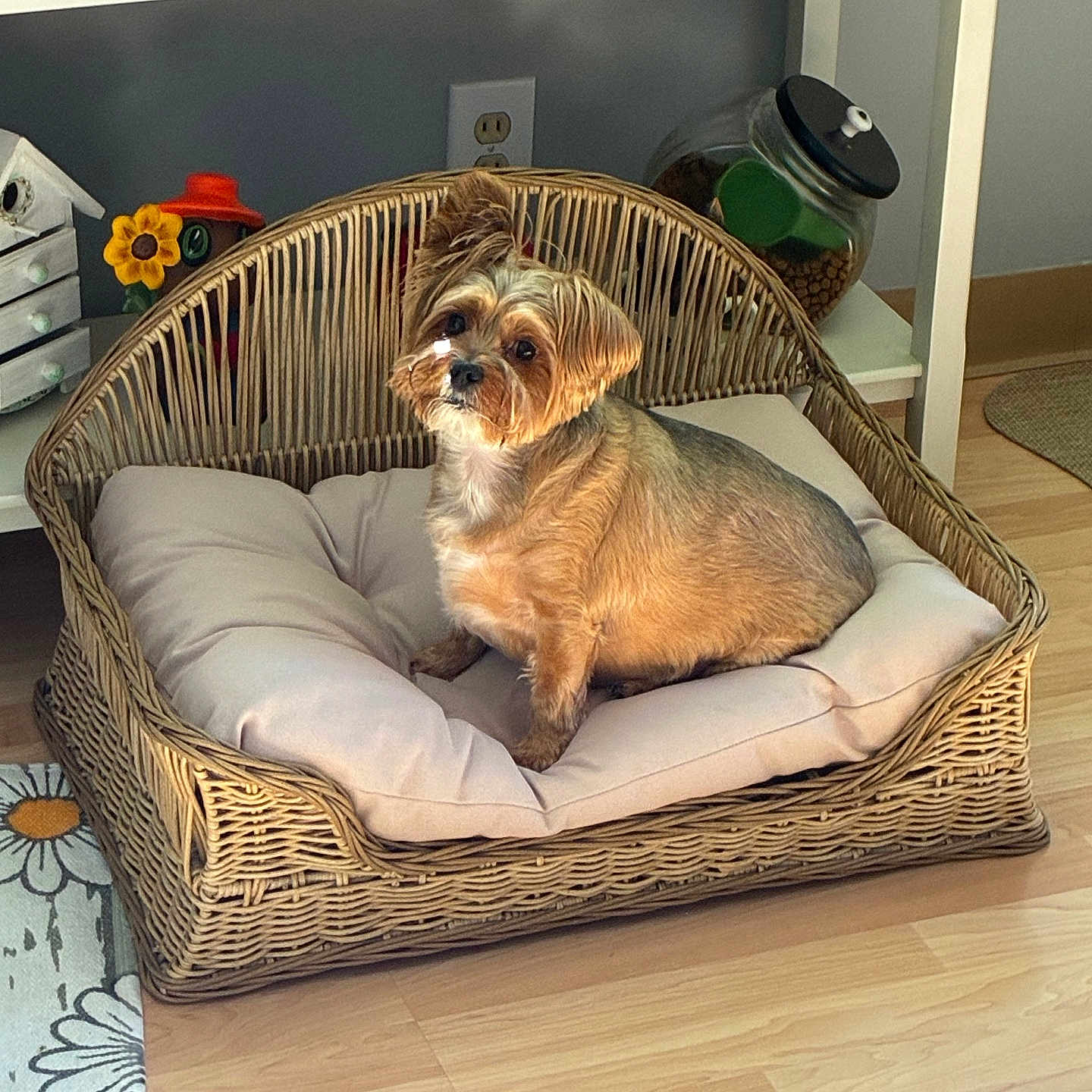 Milo is registered to the contest to win money with this photo: dog, pet_bed, wicker, cushion, indoor, wood_floor, sunflower, jar, dog_food, home_decor, small_dog, fur, animal, cute, relaxed, cozy, living_room, ornament, furniture, light