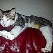 Iron a rejoint le concours — aidez-le/la à gagner de superbes lots ! animal, back_leg, cat, claws, closeup, domestic_cat, ears, feline, front_leg, fur, indoor, paw, pet, red_leather_couch, relaxed, stretching, tabby, wall, whiskers, white_paws