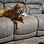 dog, puppy, golden_retriever, toy, stuffed_animal, couch, gray_couch, indoor, floor, wood_floor, pet, playful, relaxed, animal, chew_toy, living_room, furniture, laying_down, mouth_holding, cute