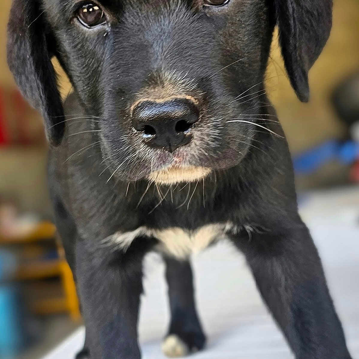 Végas a rejoint le concours — aidez-le/la à gagner de superbes lots ! animal, black_dog, close_up, curious, cute, dog, ears, four_legs, fur, indoor, looking_at_camera, nose, pet, portrait, puppy, snout, table, whiskers, white_patch, young_dog