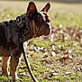 alert, animal, black, brown, canine, collar, daytime, dog, ears, field, french_bulldog, grass, leash, nature, outdoor, pet, side_view, sunlight, walking, white
