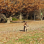 Cowboy is registered to the contest to win money with this photo: animal, autumn, brown, canine, curious, daylight, dog, fall, field, french_bulldog, grass, landscape, leaves, nature, outdoor, park, pet, sunlight, tree, walking