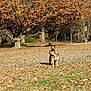 animal, autumn, brown, canine, curious, daylight, dog, fall, field, french_bulldog, grass, landscape, leaves, nature, outdoor, park, pet, sunlight, tree, walking