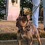 Cowboy joined the competition — help win amazing prizes! animal, brown_dog, canine, daylight, dog, french_bulldog, grass, leash, monument, outdoor, pants, park, person, pet, short_hair, sidewalk, standing, statue, tree, walking