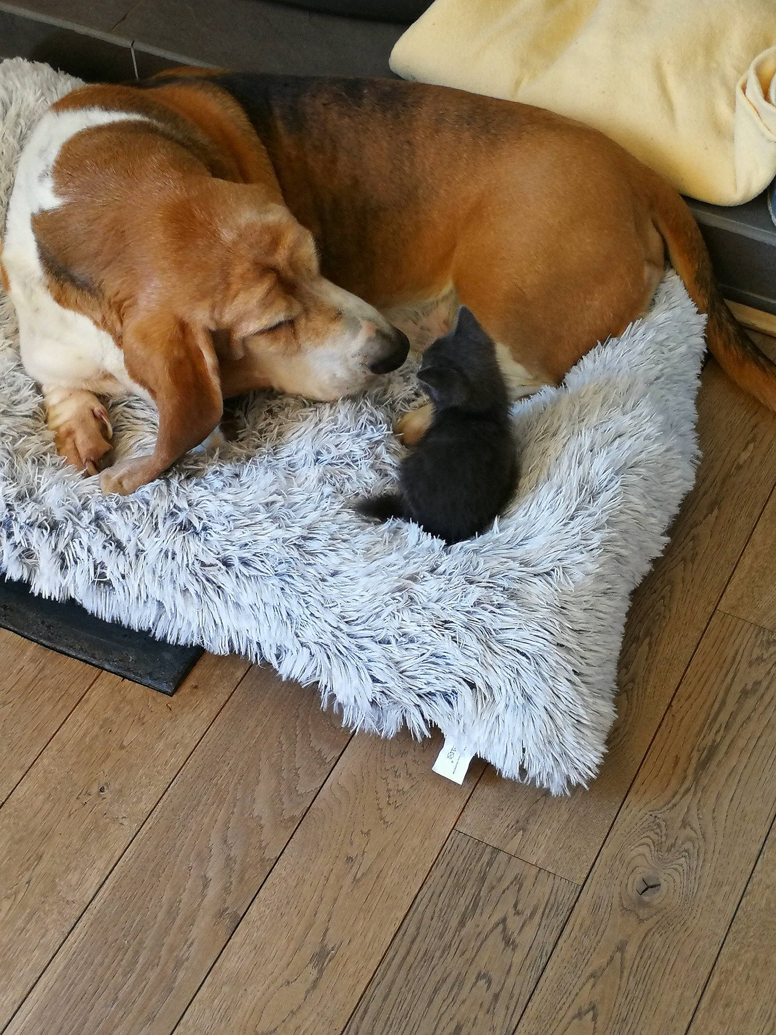 Spot participe au concours pour gagner de l'argent avec cette photo : ball, carnivore, comfort, companion_dog, dog, dog_breed, fawn, floor, flooring, fur, hardwood, liver, snout, sporting_group, tail, whiskers, wood, wood_flooring, wood_stain, working_animal