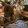 dog, bone, rug, christmas_tree, ornaments, lights, floor, shoebox, nike, indoor, pet, brown_dog, white_patch, holiday, decorations, furniture, cozy, chewing, domestic_animal, home