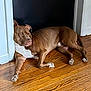 Ozzy joined the competition — help win amazing prizes! dog, sleeping, brown, white, wooden_floor, door_frame, indoor, pet, relaxed, resting, canine, paw, flooring, home, animal, companion, quiet, peaceful, napping, domestic