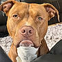 dog, brown_dog, white_chest, close_up, pet, canine, ears, nose, indoor, carpet, sofa, furniture, looking, curious, animal, muzzle, portrait, domestic_animal, living_room, fur