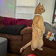 Gun joined the competition — help win amazing prizes! cat, orange_tabby, standing, couch, plush_toys, game_controller, window_blinds, living_room, blanket, pillow, tail, fur, indoor, furniture, cozy, pet, whiskers, sitting_up, soft_toy, home