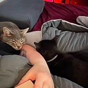 Coogie is registered to the contest to win money with this photo: cat, grey_cat, black_cat, pet, bed, blanket, duvet, pillow, hand, arm, tattoo, sleeping, cuddling, nightstand, red_light, indoor, cozy, close_up, soft_focus, portrait