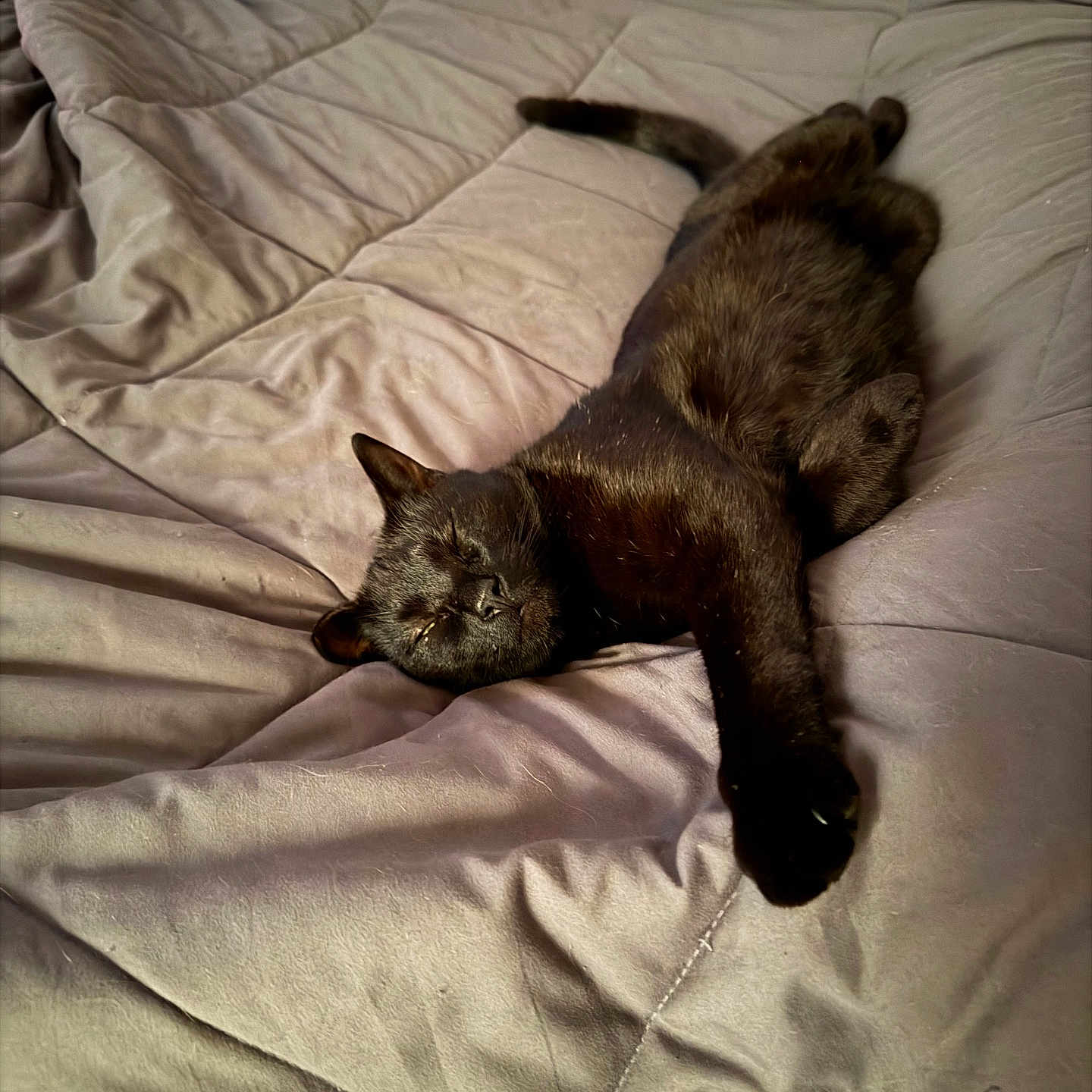 Coogie is registered to the contest to win money with this photo: bed, bedroom, black_cat, blanket, cat, comforter, cozy, feline, fur, household, indoor, mattress, nap, paw, pet, relaxed, sleeping, soft_texture, stretched, whiskers