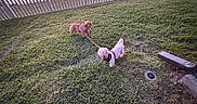 Simba is registered to the contest to win money with this photo: dog, grass, leash, fence, backyard, outdoor, pet, small_dog, white_fence, green_grass, drainpipe, daytime, canine, animal, playful, two_dogs, yard, nature, domestic_animal, garden