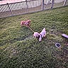 dog, grass, leash, fence, backyard, outdoor, pet, small_dog, white_fence, green_grass, drainpipe, daytime, canine, animal, playful, two_dogs, yard, nature, domestic_animal, garden