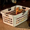 Simba is registered to the contest to win money with this photo: dog, laundry_basket, carpet, indoor, pet, animal, white, plastic, ears, face, curious, brown, household, furniture, shadow, floor, container, domestic, cute, sitting