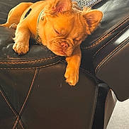 Simba joined the competition — help win amazing prizes! dog, sleeping, couch, leather, paw, fur, pet, relaxed, indoors, resting, cozy, brown_dog, fur_texture, animal, domestic_animal, home, comfort, nap, cute, canine