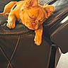 dog, sleeping, couch, leather, paw, fur, pet, relaxed, indoors, resting, cozy, brown_dog, fur_texture, animal, domestic_animal, home, comfort, nap, cute, canine