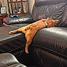 Simba is registered to the contest to win money with this photo: dog, leather_couch, living_room, relaxed, sprawled, furniture, black, brown_dog, collar, game_controller, cabinet, decor, indoor, carpet, resting, pet, home, cozy, casual, napping