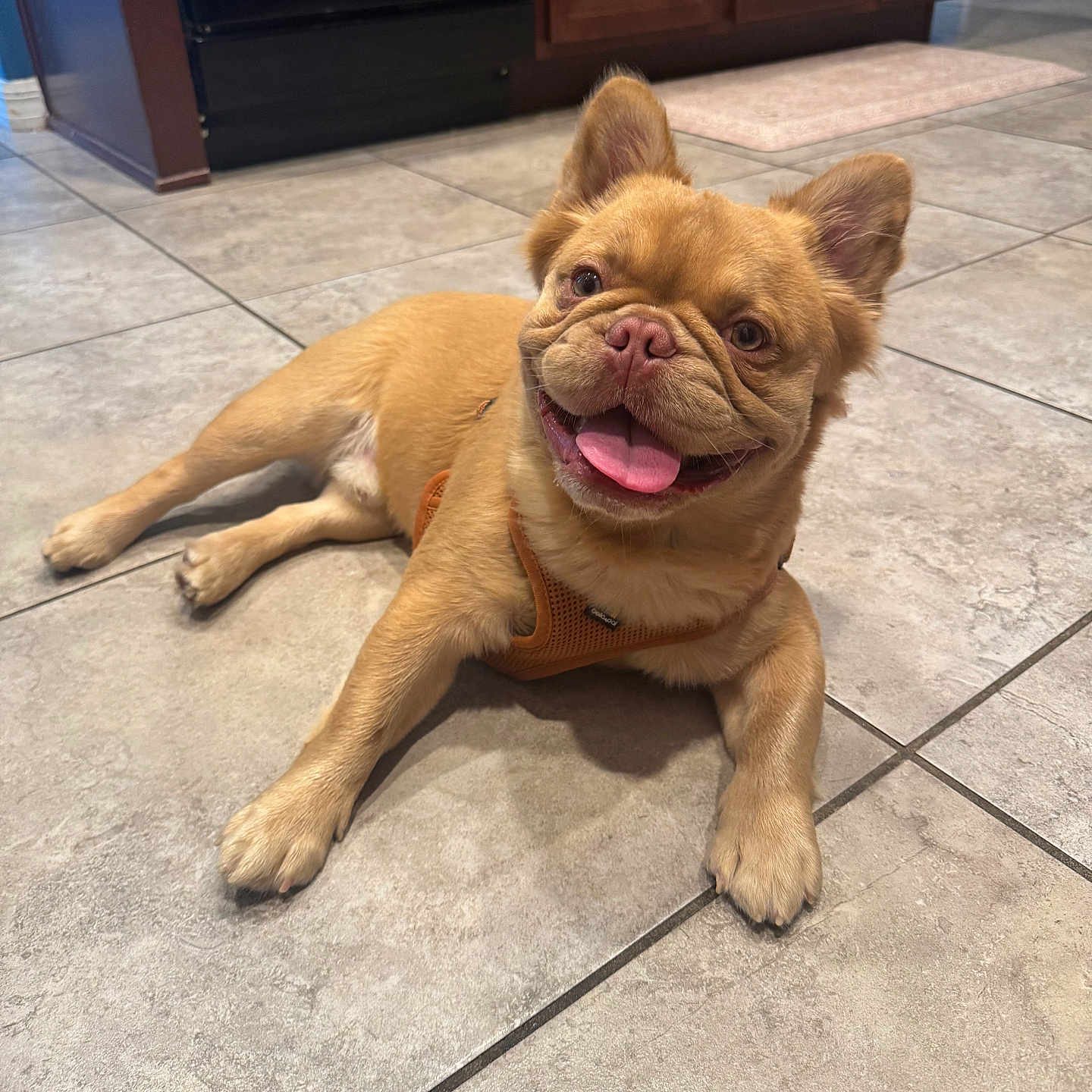 Simba