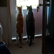 Carmellonigel is registered to the contest to win money with this photo: animal, carpet, cat, cats, companions, curious, domestic_animal, door, ears, feline, home, indoor, light, looking_out, pets, shadow, standing, tail, two, window
