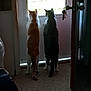 animal, carpet, cat, cats, companions, curious, domestic_animal, door, ears, feline, home, indoor, light, looking_out, pets, shadow, standing, tail, two, window