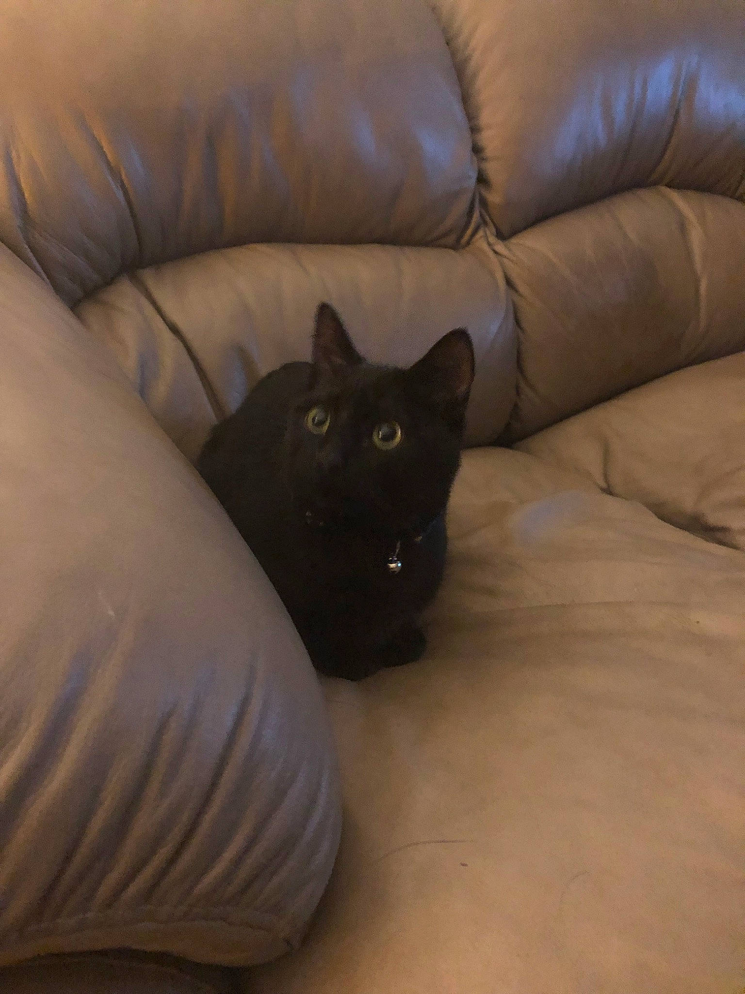 Charlie is registered to the contest to win money with this photo: beige, black, black_cat, carnivore, cat, comfort, couch, cushion, felidae, floor, fur, furniture, leg, linens, pillow, room, small_to_medium_sized_cats, textile, whiskers