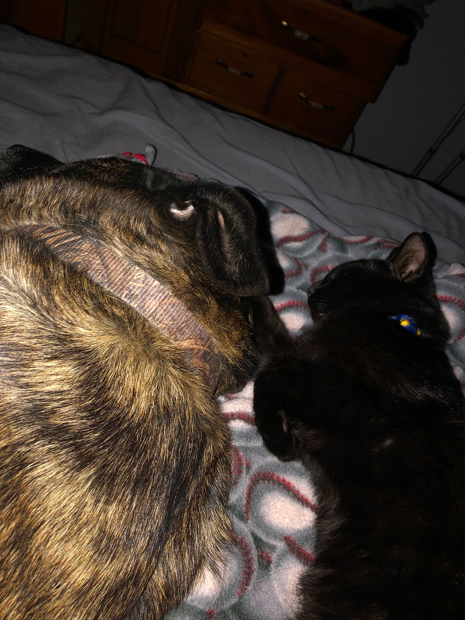 Charlie joined the competition — help win amazing prizes! cairn_terrier, canidae, carnivore, cat, dog, dog_breed, fur, puppy, snout, sporting_group, tail, whiskers