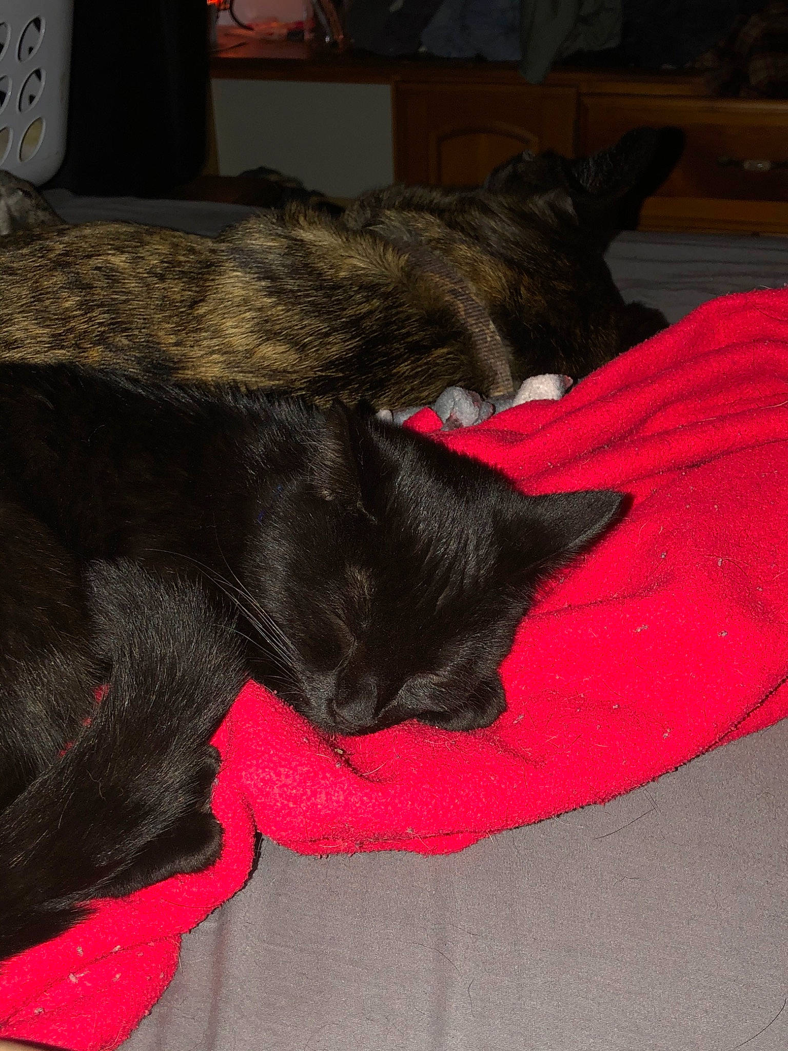 Charlie joined the competition — help win amazing prizes! black, black_cat, canidae, carnivore, cat, dog_breed, fur, small_to_medium_sized_cats, tail