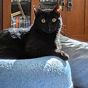 Onyx is registered to the contest to win money with this photo: black_cat, cat, feline, pet, animal, golden_eyes, whiskers, ears, fur, lounging, sitting, indoor, home, ottoman, furniture, bookshelf, books, wooden_cabinet, sunlight, portrait