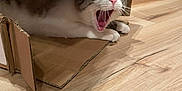 Theo is registered to the contest to win money with this photo: cat, cardboard_box, wooden_floor, indoor, pet, animal, feline, curious, playful, home, flooring, whiskers, ears, mouth_open, paws, domestic_cat, funny, cute, tabby, resting