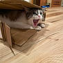 cat, cardboard_box, wooden_floor, indoor, pet, animal, feline, curious, playful, home, flooring, whiskers, ears, mouth_open, paws, domestic_cat, funny, cute, tabby, resting