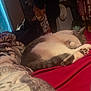 Theo is registered to the contest to win money with this photo: cat, sleeping, blanket, bed, cozy, indoor, feline, fur, paws, resting, comfort, warm, patterned_blanket, red_blanket, domestic_animal, pet, relaxing, soft, quiet, nap