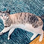 Theo joined the competition — help win amazing prizes! cat, blue_eyes, tabby, white_paws, lying_down, indoor, rug, wooden_floor, curious, alert, pet, animal, feline, striped, whiskers, ears, tail, domestic_cat, cozy, home