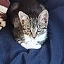 kitten, cat, tabby, pet, animal, feline, cute, curious, eyes, blanket, indoor, resting, fur, whiskers, small, cozy, domestic, young, soft, comfort