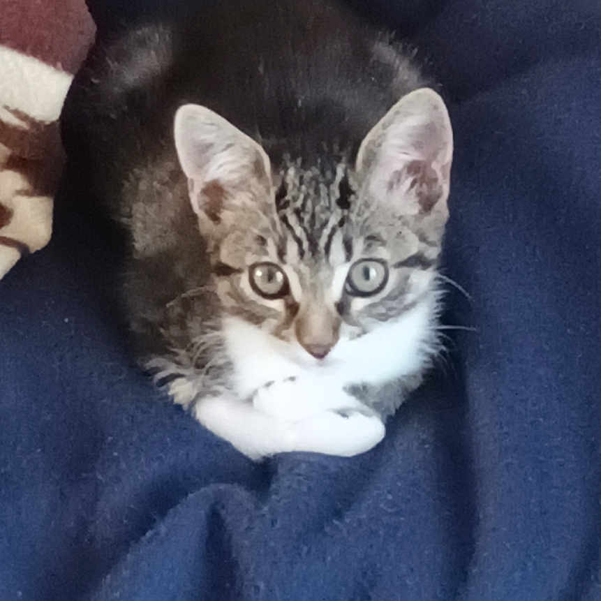 Aya a rejoint le concours — aidez-le/la à gagner de superbes lots ! animal, blanket, cat, comfort, cozy, curious, cute, domestic, eyes, feline, fur, indoor, kitten, pet, resting, small, soft, tabby, whiskers, young