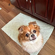 Ellie joined the competition — help win amazing prizes! dog, small_dog, fluffy, brown_and_white, pet, indoor, floor, rug, wooden_floor, cabinet, curious, looking_up, cute, companion, animal, fur, ears, nose, eyes, home