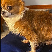 Ellie joined the competition — help win amazing prizes! animal, blanket, brown_fur, canine, carpet, cute, dog, domestic, ears, expression, fur, indoor, looking_away, paw, pet, side_view, small_dog, wet_fur, white_fur, wooden_furniture