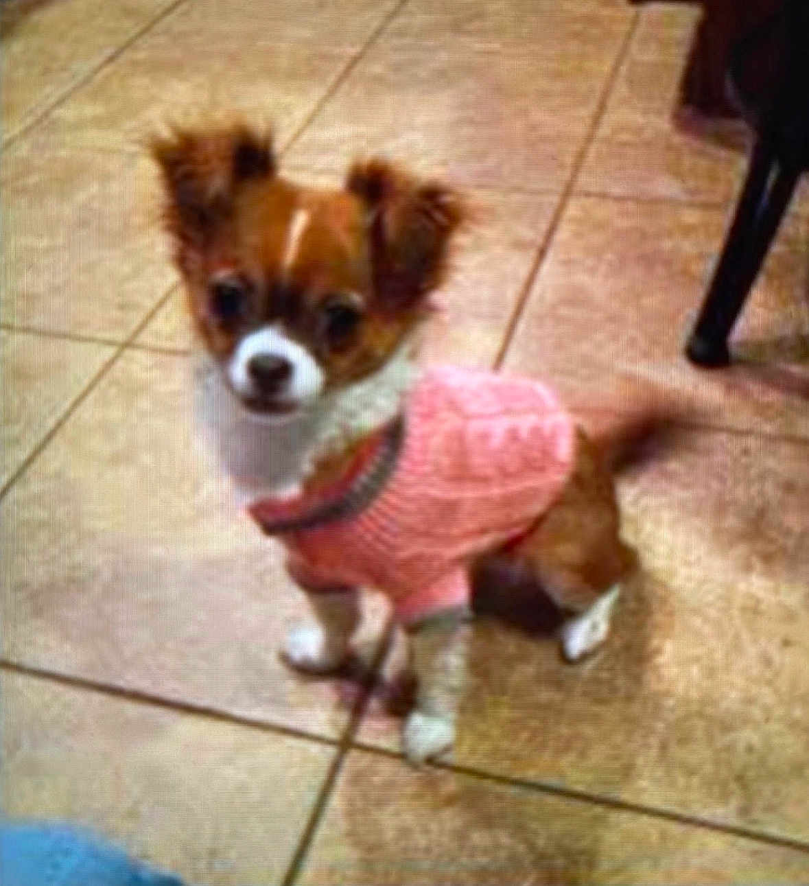 Ellie joined the competition — help win amazing prizes! dog, puppy, pet, small_dog, pink_sweater, floor, tile, indoor, cute, fluffy_ears, brown_and_white, looking_up, standing, animal, companion, domestic, furry, adorable, young, canine