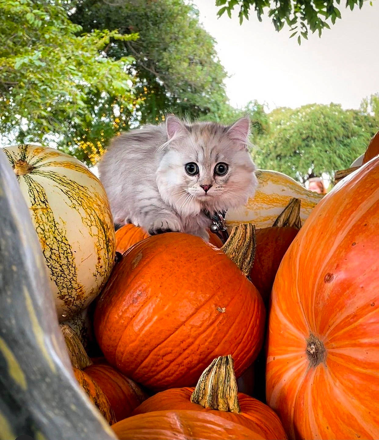 Ophelia joined the competition — help win amazing prizes! calabaza, carnivore, cat, cucurbita, felidae, food, gourd, grass, leaf, natural_foods, orange, pumpkin, sky, small_to_medium_sized_cats, squash, staple_food, tints_and_shades, tree, vegetable, winter_squash