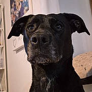 Soya a rejoint le concours — aidez-le/la à gagner de superbes lots ! dog, black_dog, pet, indoor, portrait, animal, canine, muzzle, ears, fur, looking, household, wall, poster, cat_bed, furniture, shelf, expression, closeup, companion