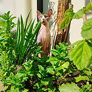 Osiris a rejoint le concours — aidez-le/la à gagner de superbes lots ! animal, cat, curious, daylight, feline, garden, green_plants, hairless_cat, leafy, nature, outdoor, pet, plant_leaves, shadow, soil, sphynx_cat, standing, sunlight, wall, wood