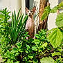 animal, cat, curious, daylight, feline, garden, green_plants, hairless_cat, leafy, nature, outdoor, pet, plant_leaves, shadow, soil, sphynx_cat, standing, sunlight, wall, wood