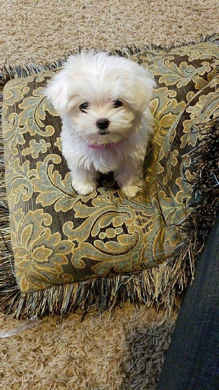 Lulu is registered to the contest to win money with this photo: canidae, carnivore, companion_dog, dog, dog_breed, dog_supply, maltepoo, natural_material, non_sporting_group, pekapoo, pet_supply, poodle_crossbreed, puppy, small_terrier, snout, sporting_group, terrier, toy_dog, vertebrate, working_animal